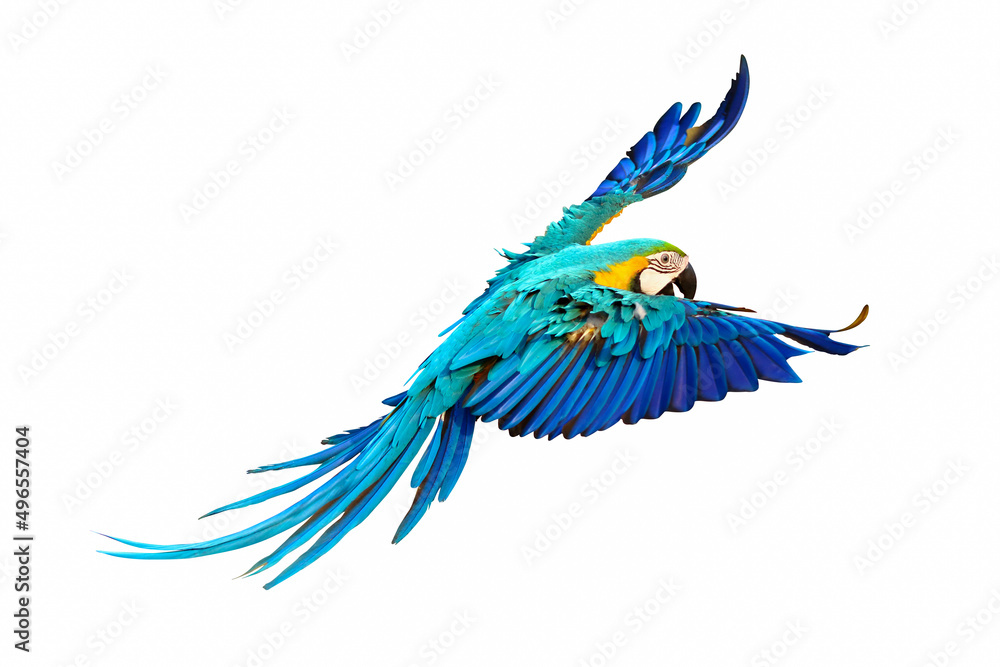 Fototapeta premium Colorful macaw parrots flying isolated on white.