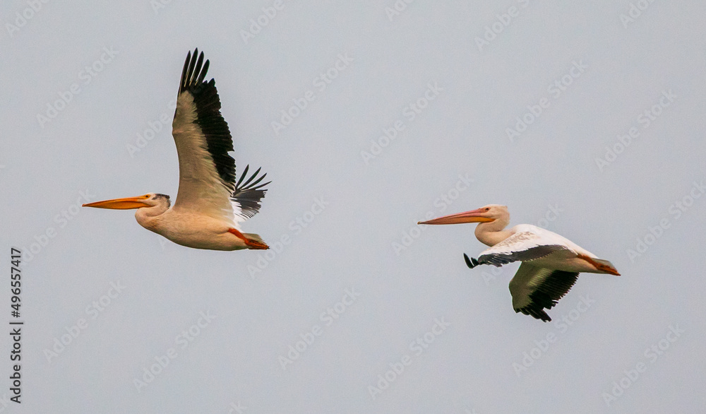 Obraz premium pelicans in flight