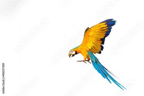 Colorful macaw parrots flying isolated on white.