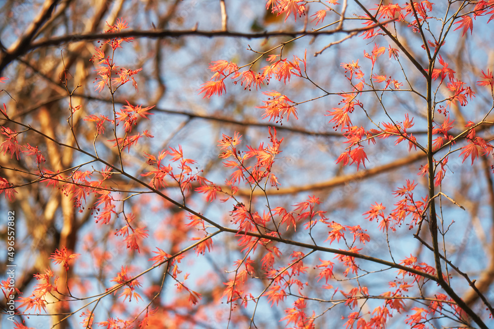 The young red leaves of Japanese maple in Spring. Japan The young red leaves of Japanese maple in Spring. Japan