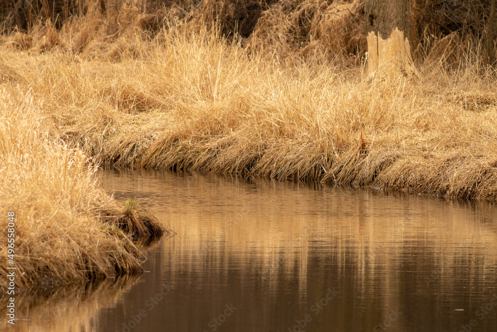 reeds in the water reeds in the water