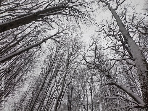 trees in winter