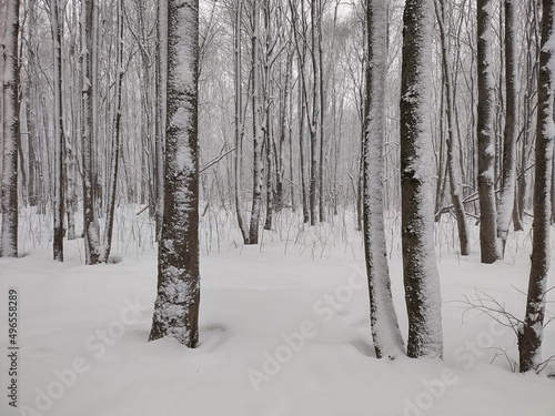 forest in winter