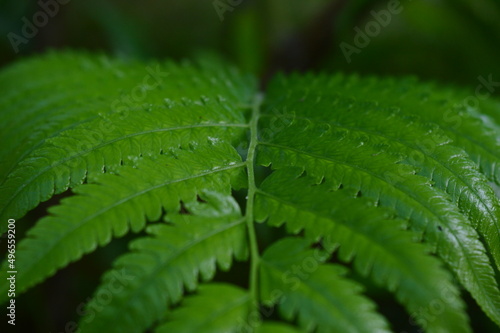 Obraz na plátně close up of green dryopteris affinis fern leaves in garden, abstract background