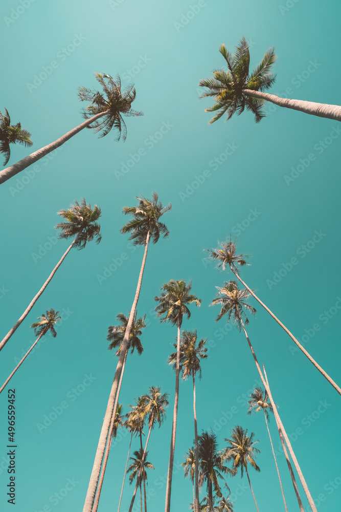 Fototapeta premium Tropical palm tree with blue sky and cloud abstract background. Summer vacation and nature travel adventure concept.