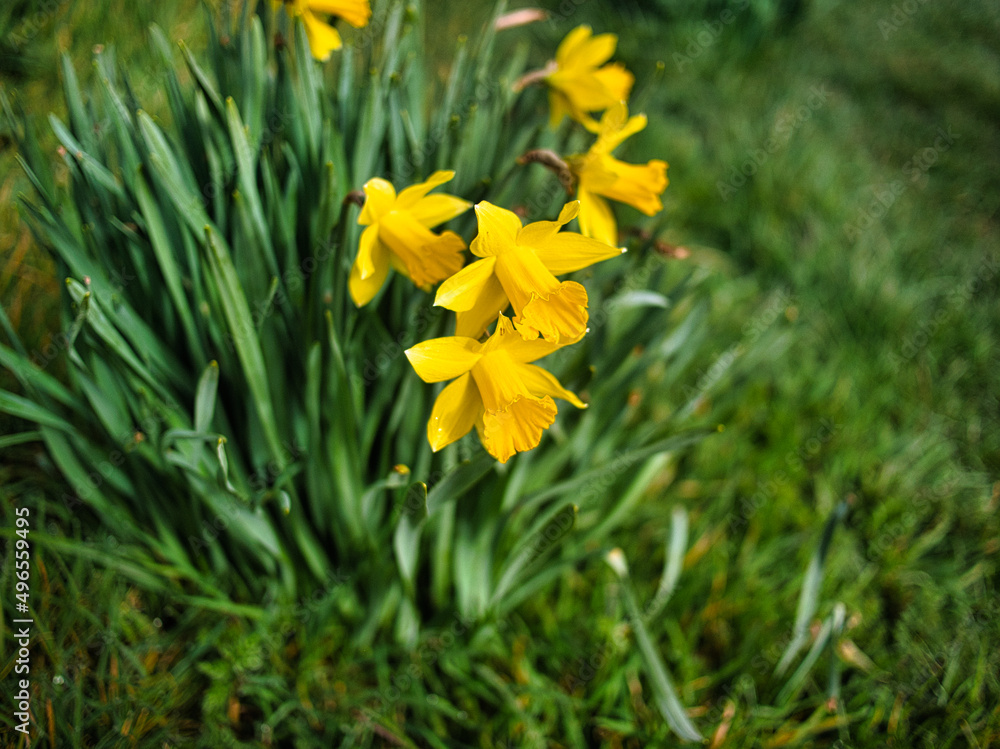 Obraz premium yellow flowers