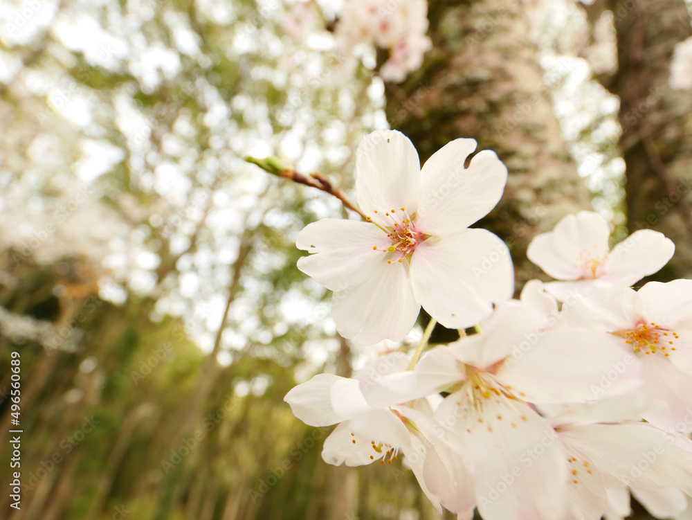 Obraz premium 【春】爽やかな桜の花 ソメイヨシノ 