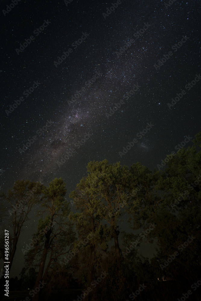stars and trees stars and trees
