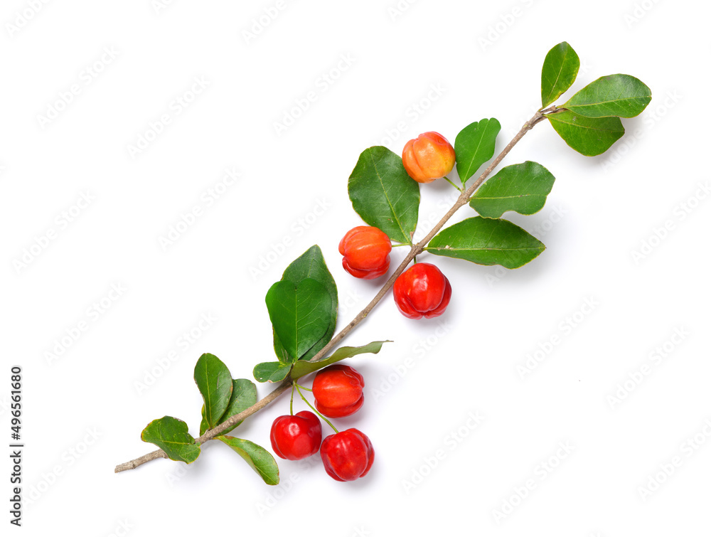 Flat lay of Acerola cherry with branch isolated on white background background. Flat lay of Acerola cherry with branch isolated on white background background.