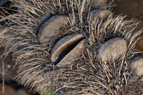 The seedpod of Banksia serrata, an Australian plant,  resembling the face of a hairy old man, close-up and macro reavealing the pod structures, some are open and others are closed photo