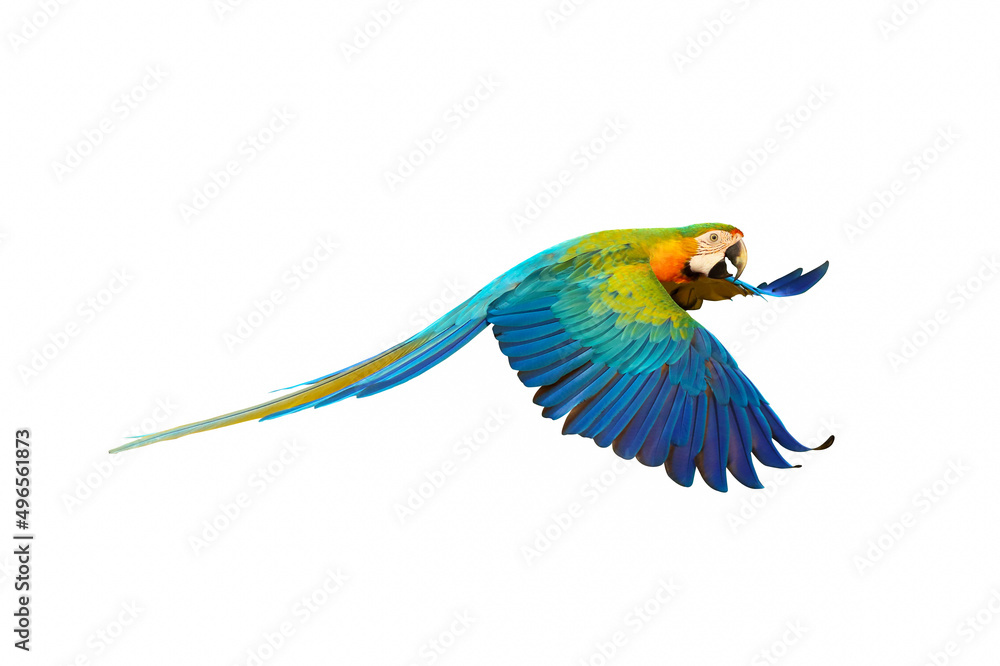 air, animal, art, background, beak, beautiful, beauty, behind, bird, blue, bright, catalina parrot, close up, color, colorful, cute, feather, flight, fly, freedom, isolated, macaw, motion, natural, na