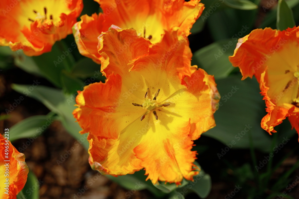 Fototapeta premium orange flower in the garden