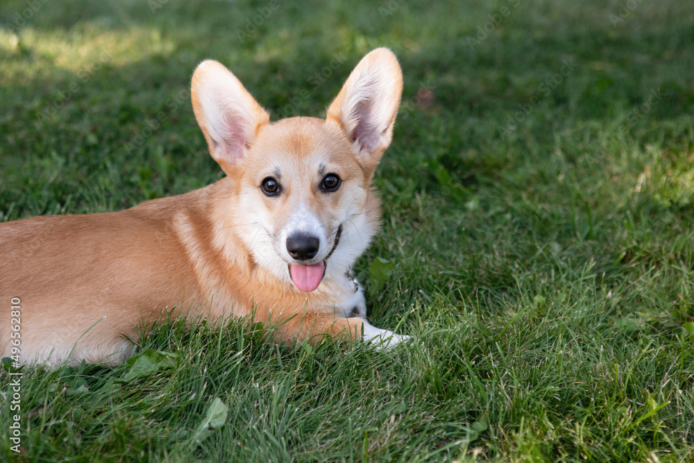 Welsh Corgi Pembroke Welsh Corgi Pembroke