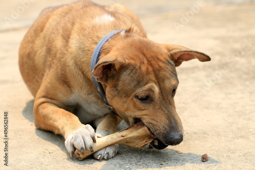 Brown Thai dog lying on the floor and eat bones.