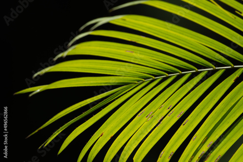 palm leaf background © Jojoe jung