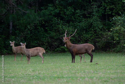 deer in the forest