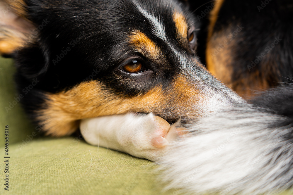 Obraz premium portrait of a dog