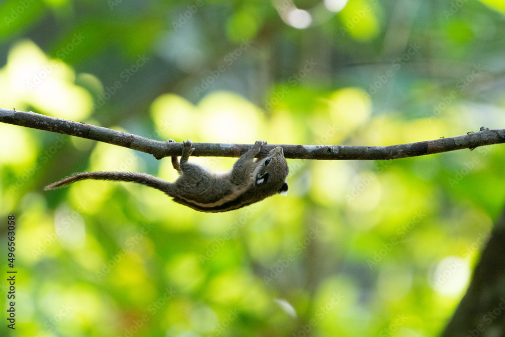 Himalayan striped squirrel, Burmese striped squirrel Himalayan striped squirrel, Burmese striped squirrel