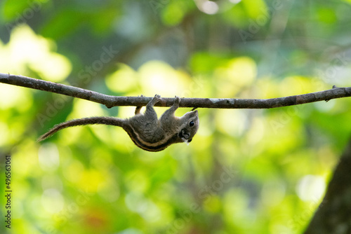 Himalayan striped squirrel, Burmese striped squirrel © Jojoe jung