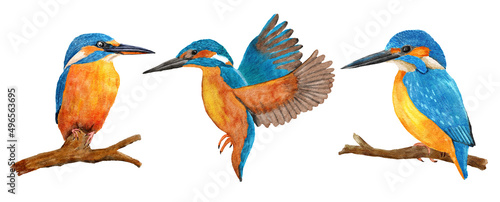 Hand drawn watercolor illustration of wild kingfisher birds, blue azure orange feathers, on the branch and flying. Nature natural wildlife in river forest woodland, ecology concept. photo