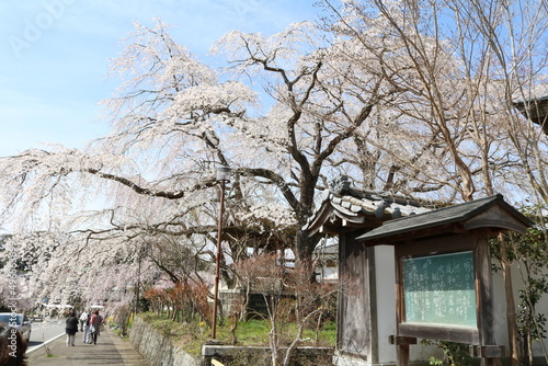 しだれ桜 © 康裕 久寿米木