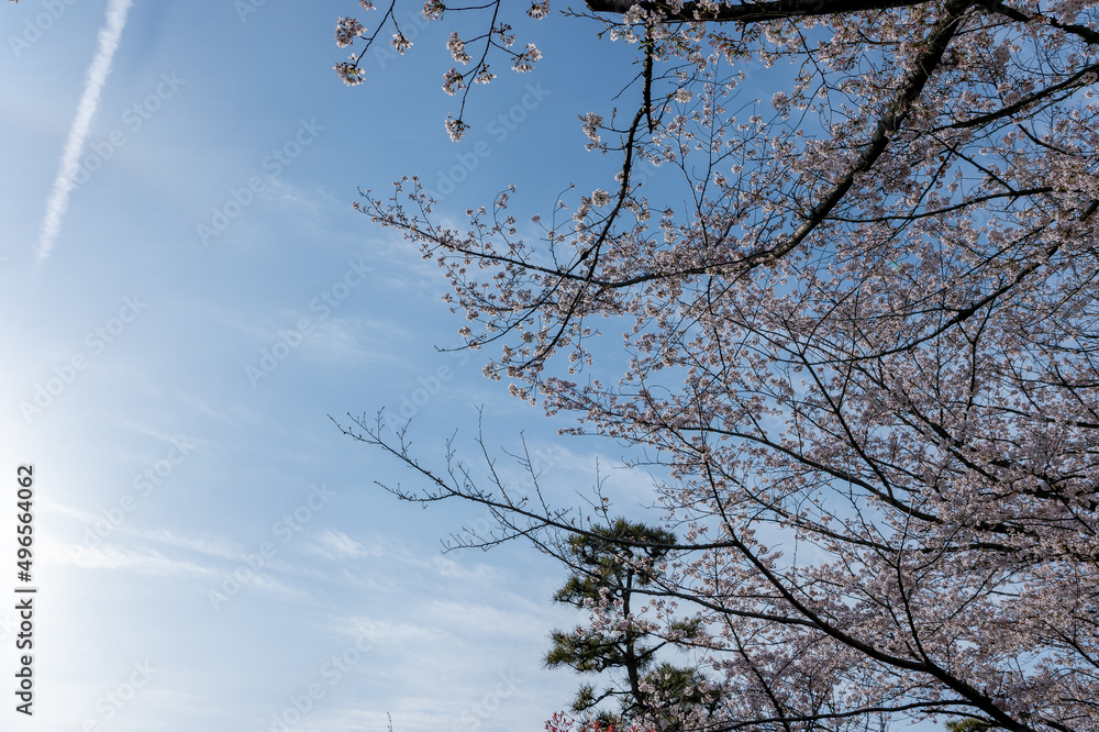 Obraz premium 東京都北区王子の飛鳥山公園の満開の桜