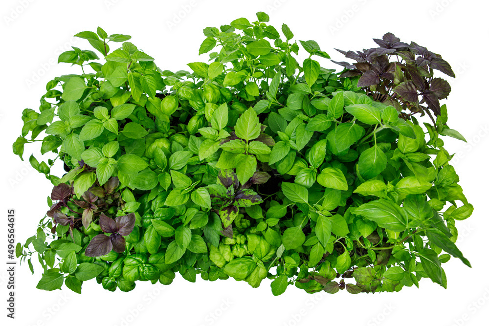 Obraz premium Top view of thirty-two varieties of homegrown, organic basil seedlings isolated on a white background