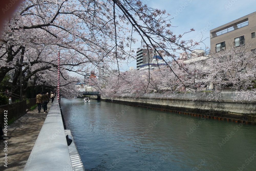 Sakura - Japanese Cherry Blossom
