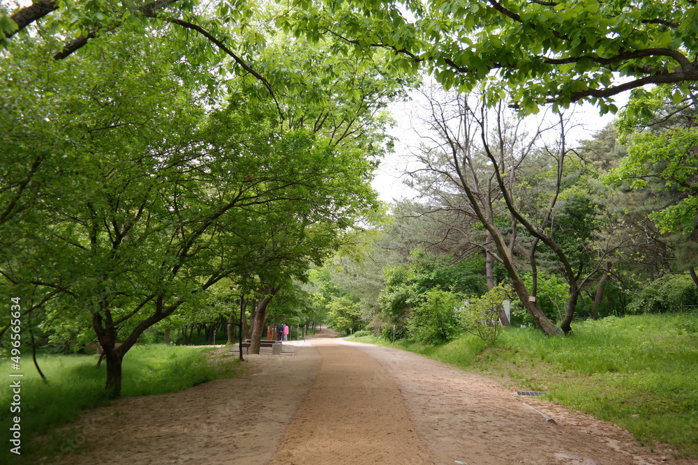Naklejka premium a wide trail made of soil in the forest