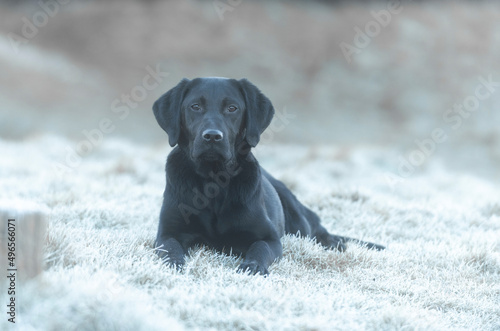Obraz na płótnie black labrador retriever w salonie