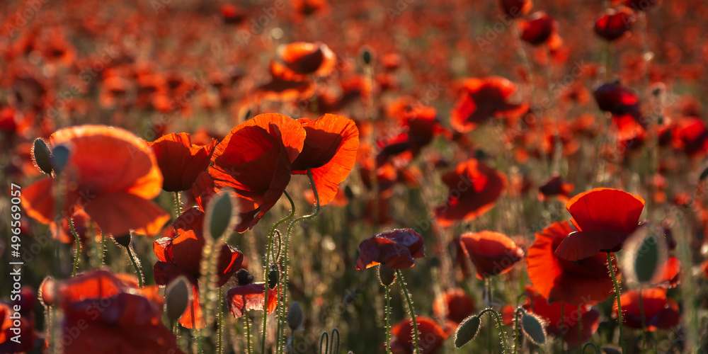 Obraz premium poppy in the green field at sunset. beautiful countryside background with red flowers blooming in evening light. remembrance day concept