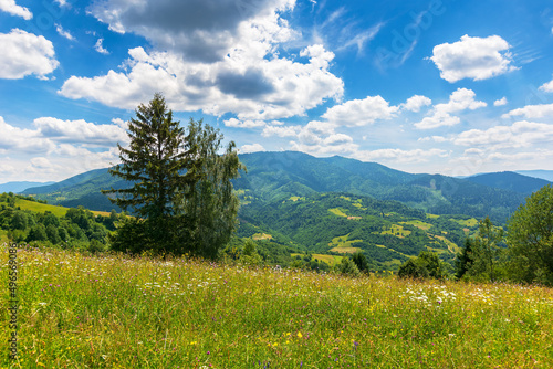 tree on a grassy rural field. scenic summer landscape with meadow in mountains. countryside scenery on a sunny day. beautiful green nature background. bright weather with white clouds on a blue sky