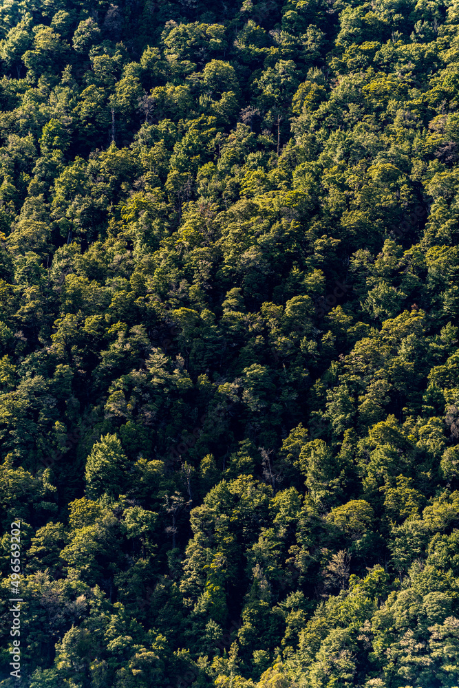 Native forest in New Zealand Native forest in New Zealand