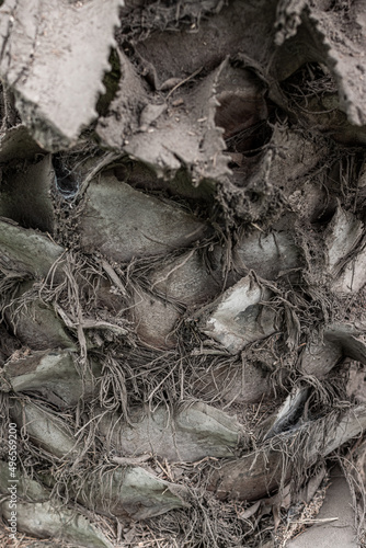 Tree bark texture, old rough wood pattern, macro image.
