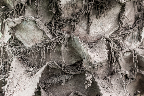 Tree bark texture, old rough wood pattern, macro image.