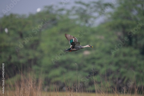 Indian Spot-billed Duck flying around the wetlands © Sachin