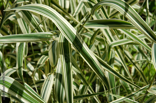 Fotografie, Obraz Ornamental grass Holcus mollis variegatus