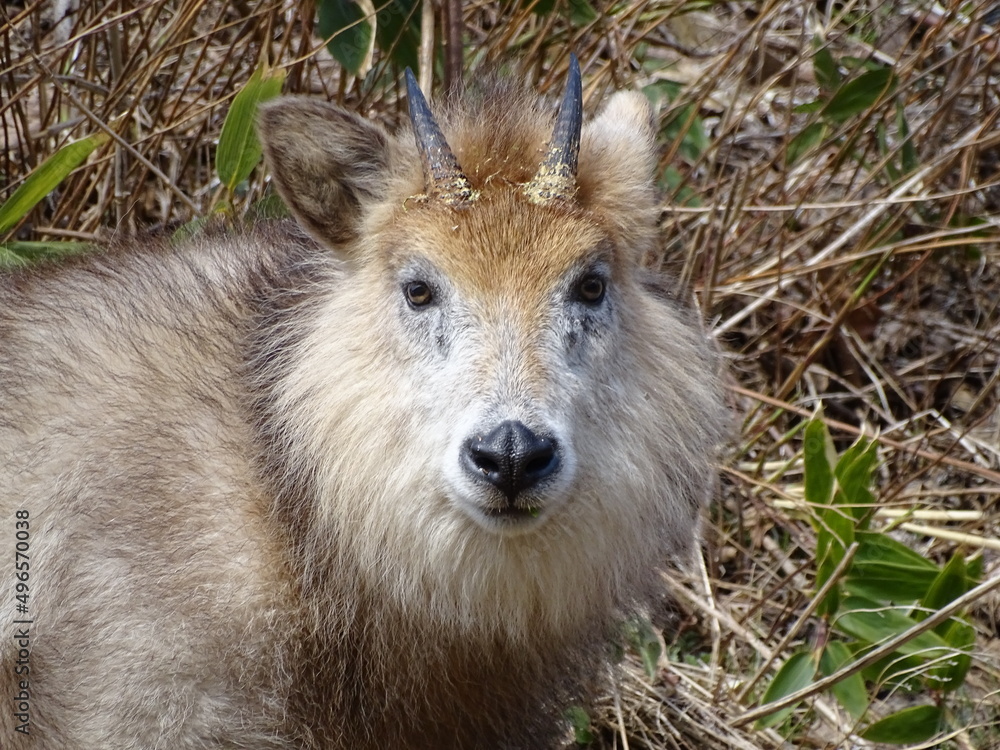 Fototapeta premium 二ホンカモシカ