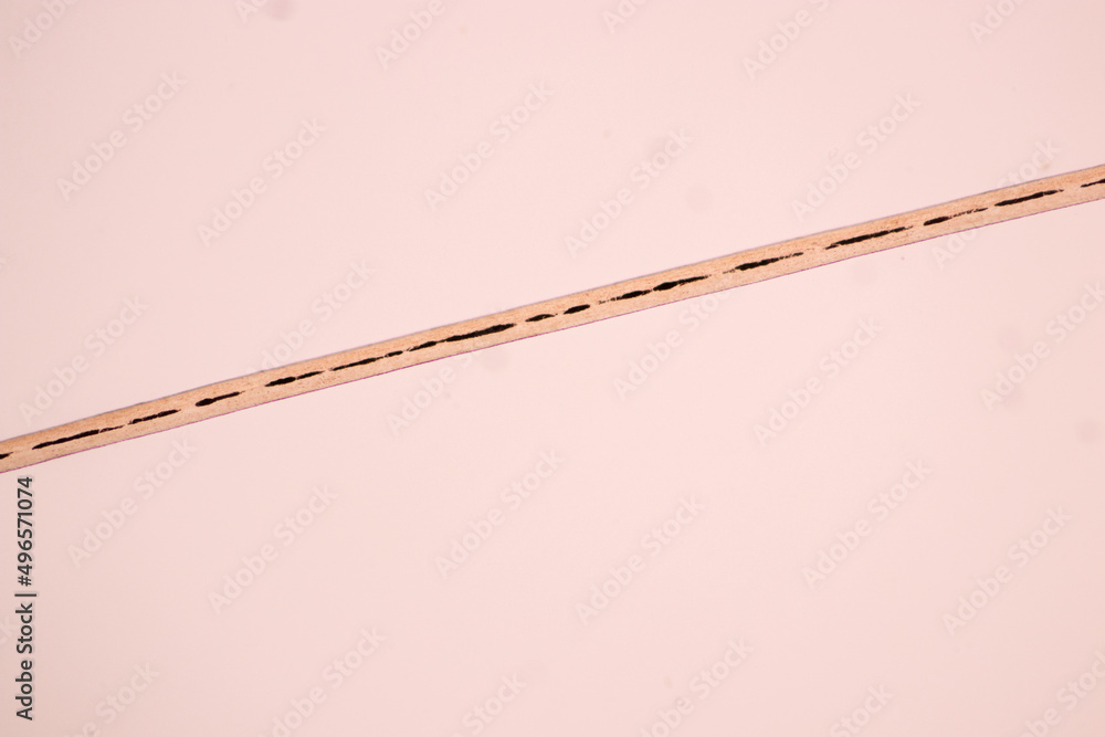 Characteristics of Hair cell of human under microscope view for education in laboratory.
Characteristics of Hair cell of human under microscope view for education in laboratory.