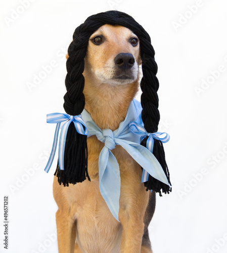 Dog with black braids, dressed in China, from the Argentine countryside. photo