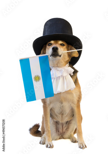 dog with black top hat, jabot and Argentine flag