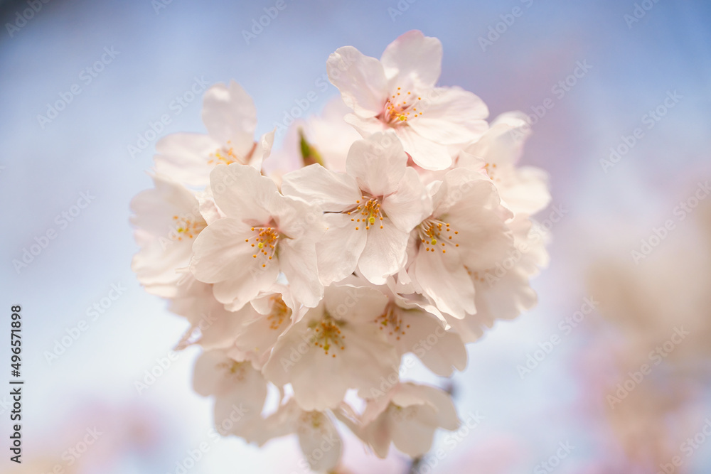 桜の花びら 桜の花びら