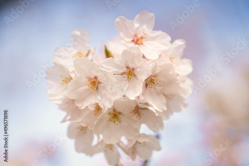 Fototapeta Naklejka Na Ścianę i Meble -  桜の花びら