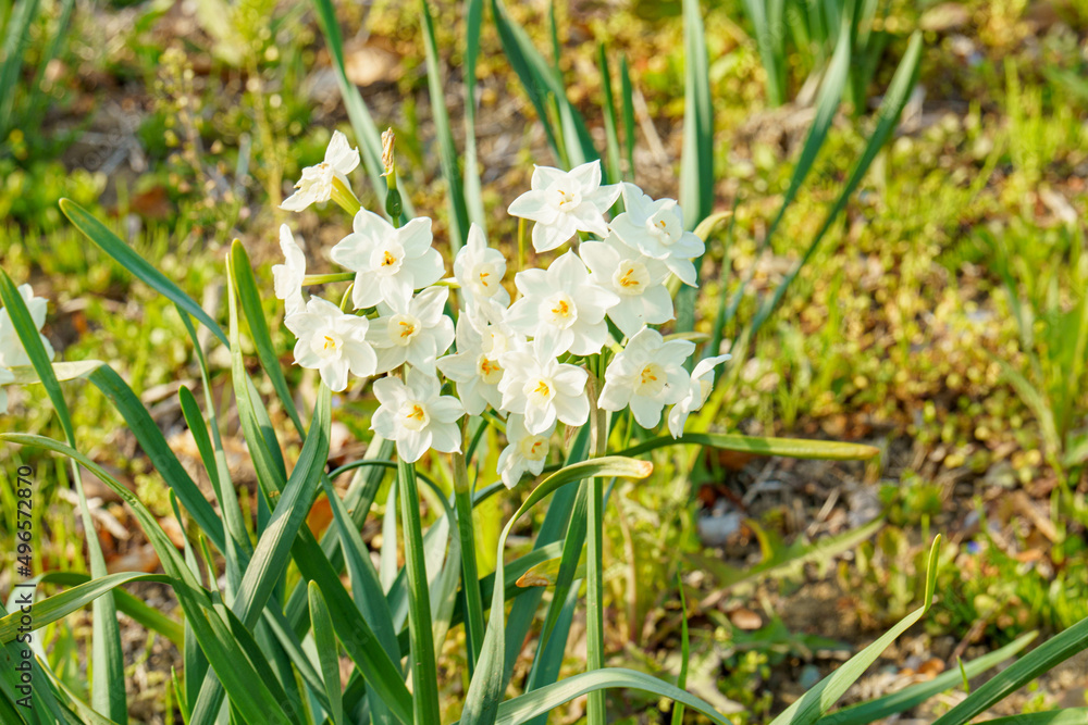 土手沿いに咲くかわいいスイセンの花 土手沿いに咲くかわいいスイセンの花