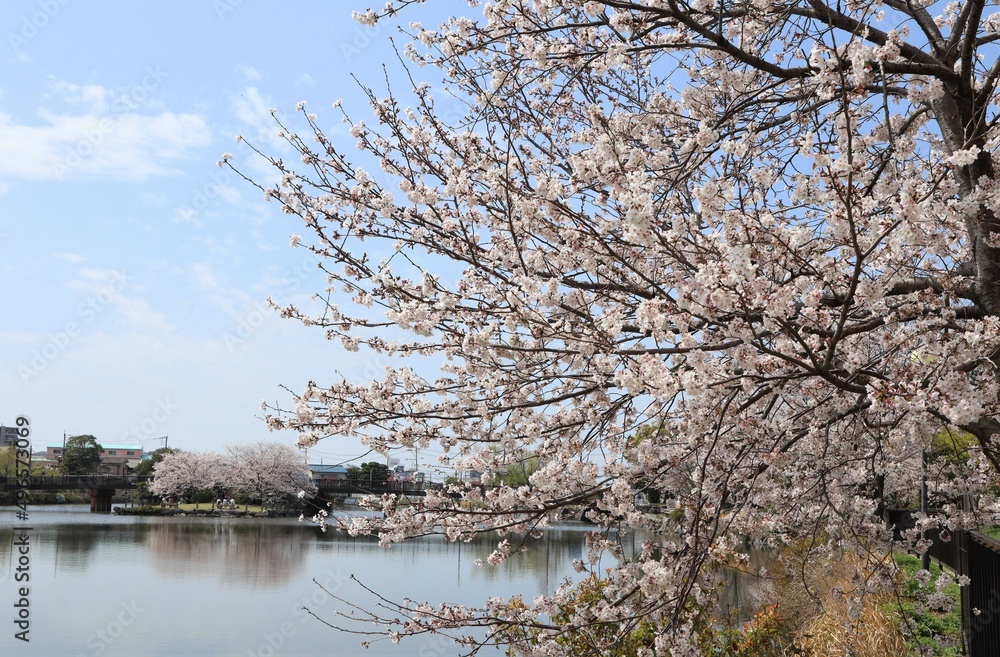 Beautiful Japanese cherry blossoms blooming in spring