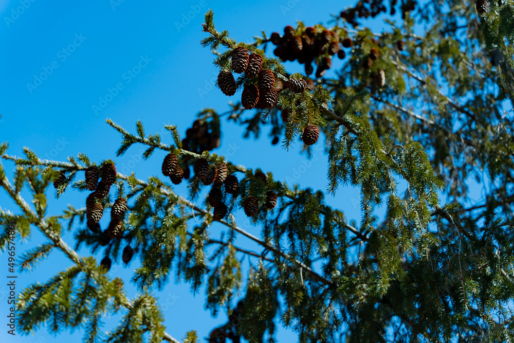 Green spruce with cones hanging down. Live Far Eastern spruce against the background of a clear blue sky in spring. Shooting from the bottom up. 