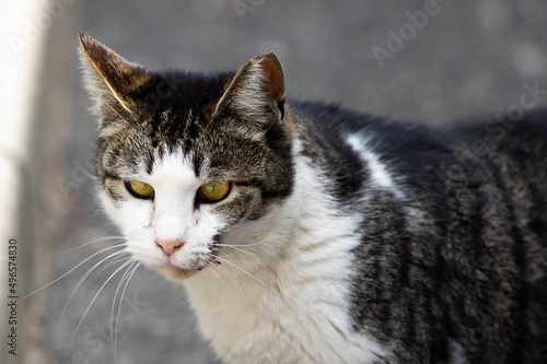 Wallpaper Mural 野良猫1 Torontodigital.ca