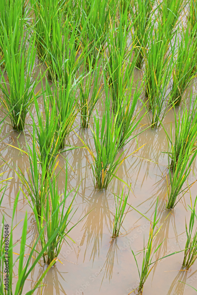 Obraz premium Fresh Rice plant in Indian field 