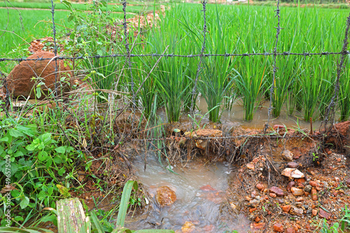 Metal wire fencing around rice field for protection 