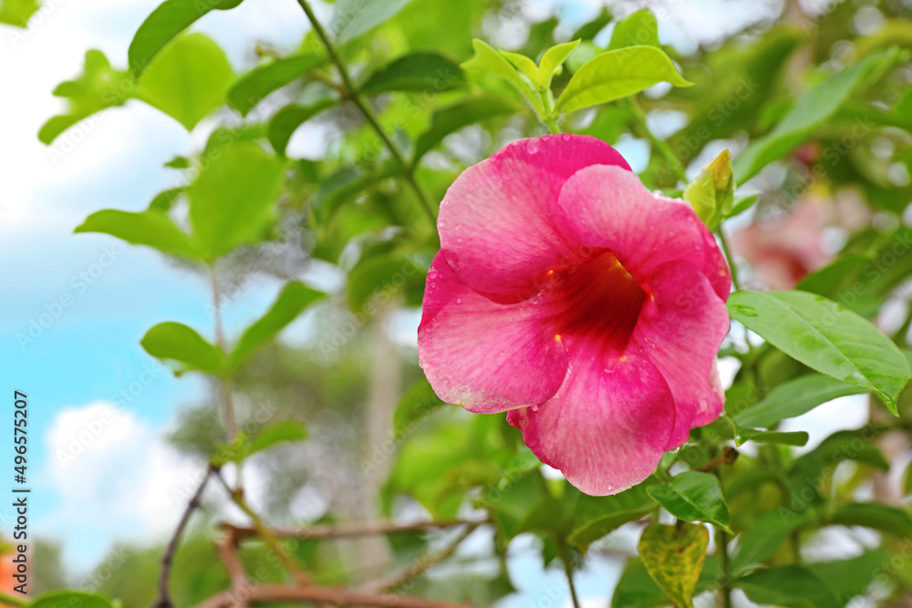 Beautiful hibiscus flower in garden	
